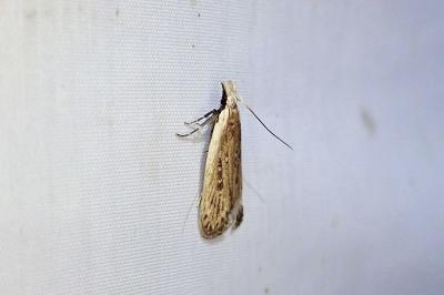 Nothris congressariella
