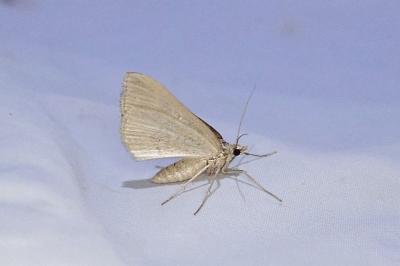 Scotopteryx peribolata
