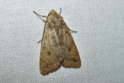 Sunira circellaris