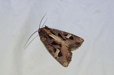 Trigonophora flammea