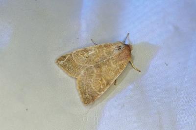 Cirrhia ocellaris