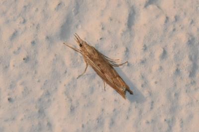 Agriphila geniculea