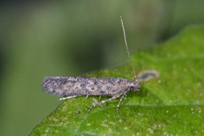 Tuta absoluta