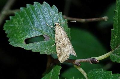 Hellula undalis