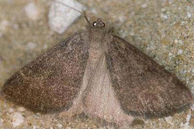 Pachycnemia tibiaria