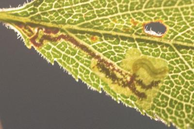 Ectoedemia spinosella