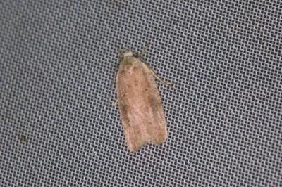Agonopterix assimilella