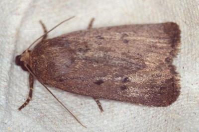 Amphipyra tragopoginis