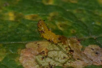 Stigmella salicis