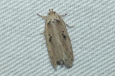 Agonopterix yeatiana