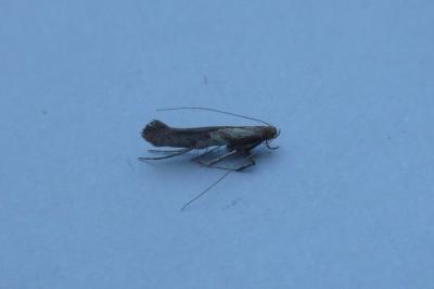 Caloptilia stigmatella