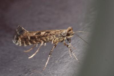 Parornix anglicella