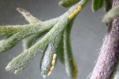 Dyscia fagaria