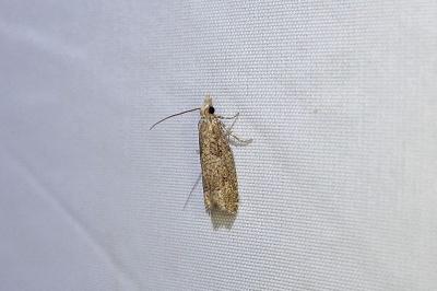 Acroclita subsequana