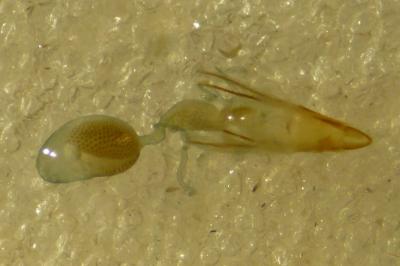 Phycitodes albatella