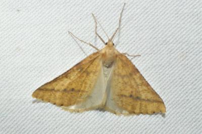 Aspitates ochrearia