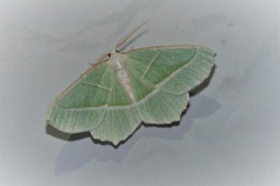 Campaea margaritaria
