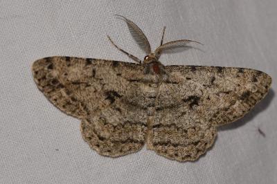 Hypomecis roboraria