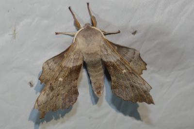 Laothoe populi
