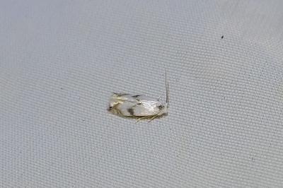 Pseudopostega crepusculella