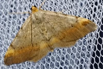 Macaria liturata