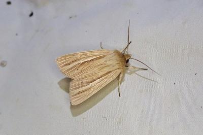 Mythimna impura
