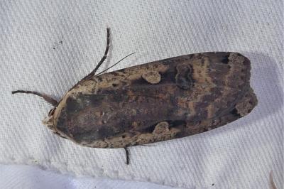 Noctua pronuba
