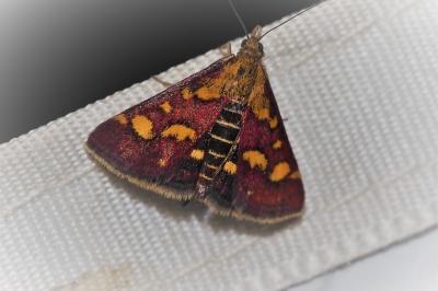 Pyrausta purpuralis