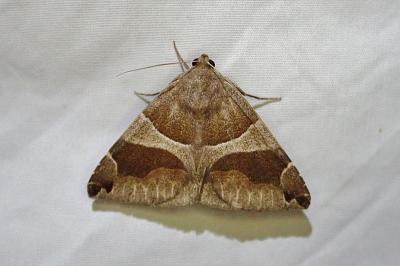 Dysgonia algira
