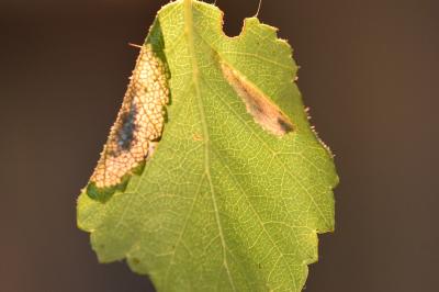 Parornix betulae