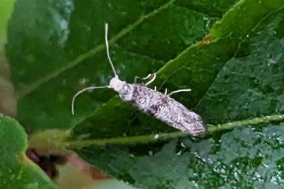Paraswammerdamia nebulella