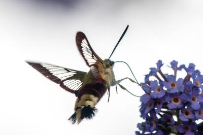 Hemaris fuciformis