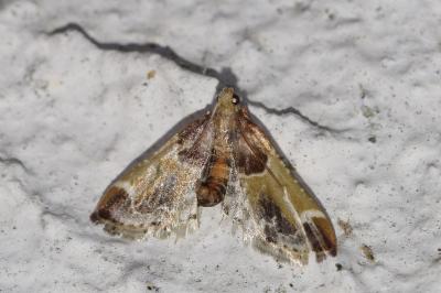 Pyralis farinalis