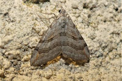 Aplocera efformata