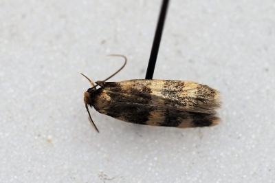 Oegoconia caradjai