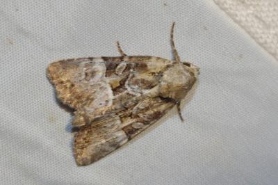 Mesoligia furuncula