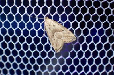 Hypenodes humidalis