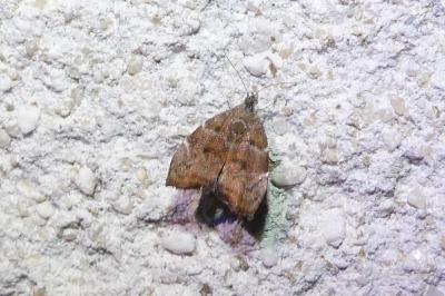 Choreutis nemorana
