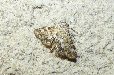 Elophila nymphaeata