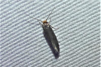 Cephimallota crassiflavella