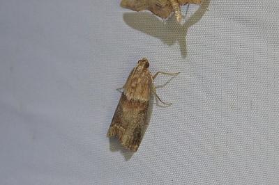 Acrobasis repandana