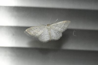 Idaea subsericeata