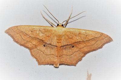 Scopula imitaria
