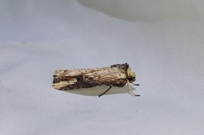 Axylia putris