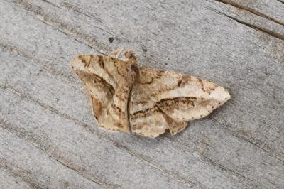 Chiasmia aestimaria
