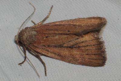Coenobia rufa