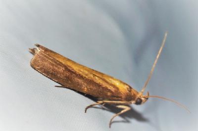Oncocera semirubella