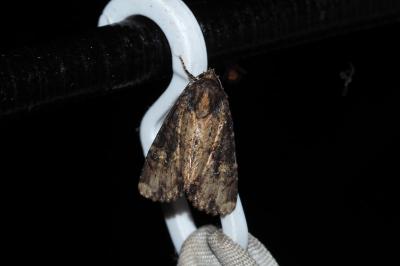 Mesapamea secalella