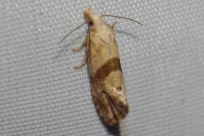 Cochylidia implicitana