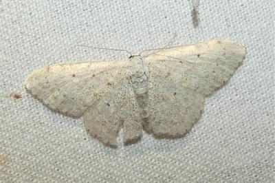 Scopula marginepunctata